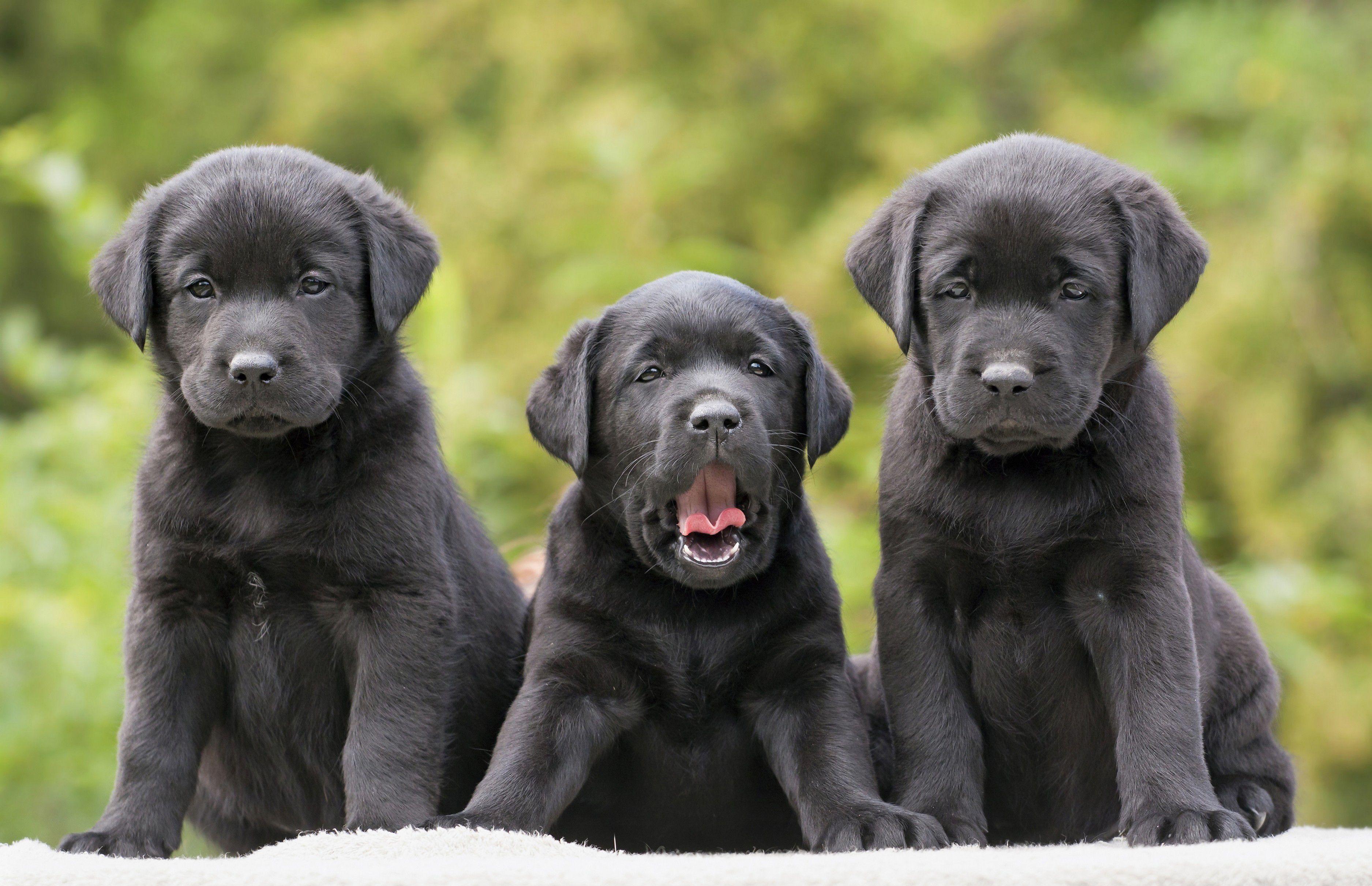 Cute Black Lab Puppies Wallpaper On For