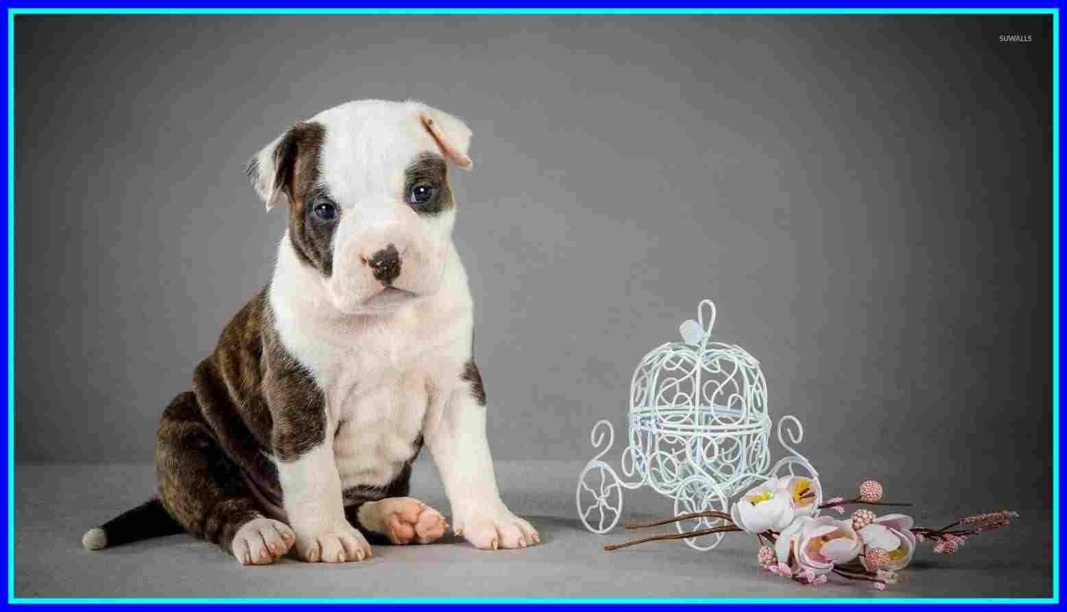 Cute Pitbull Puppies Wallpaper B Puppy Mobile For