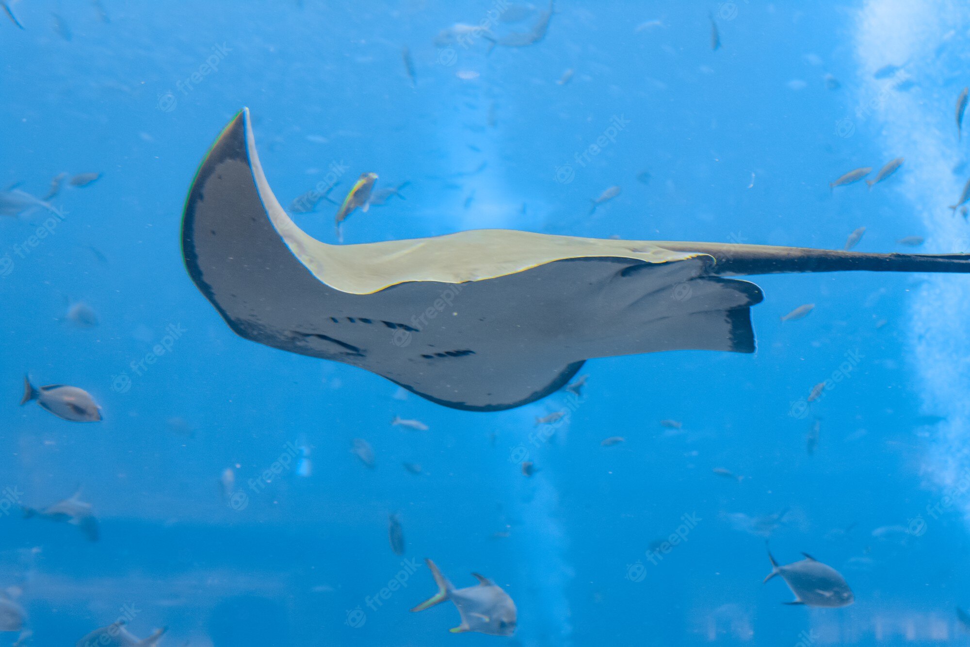 Premium Photo Sting Ray Swimming Underwater The Short Tail