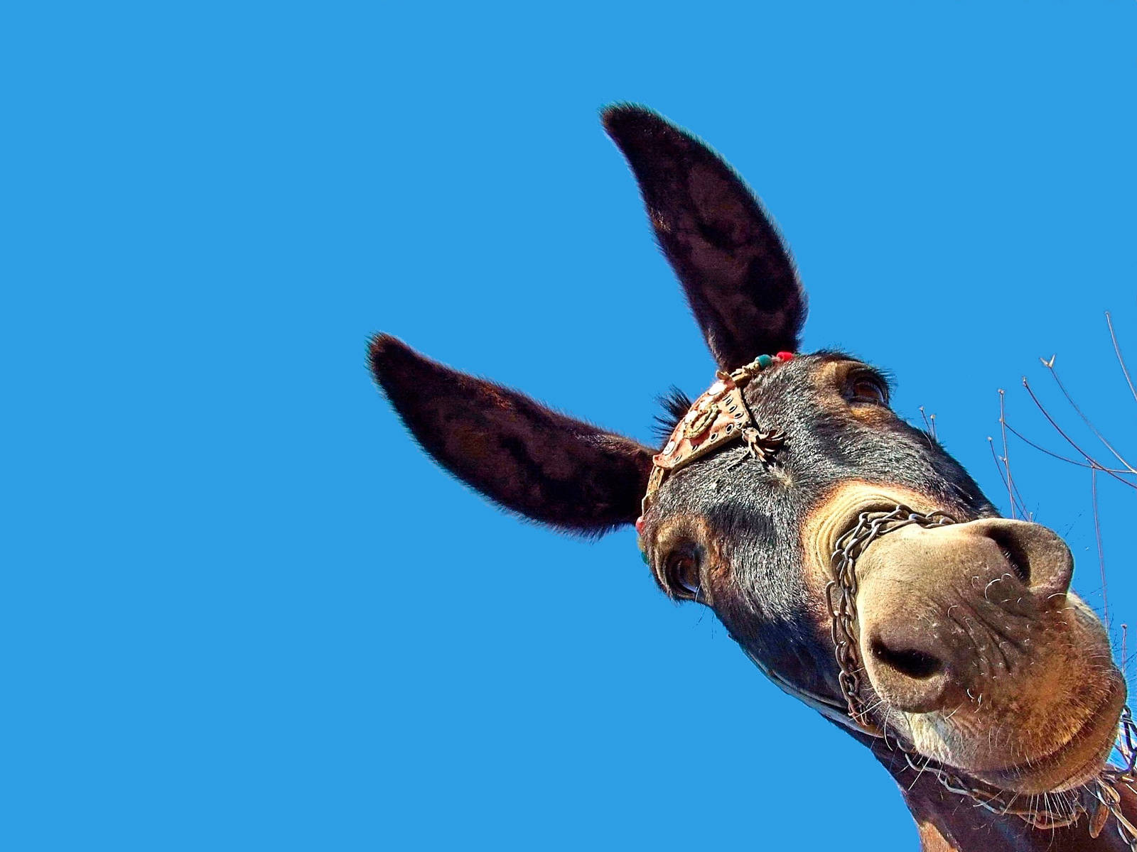 Donkey Wallpaper