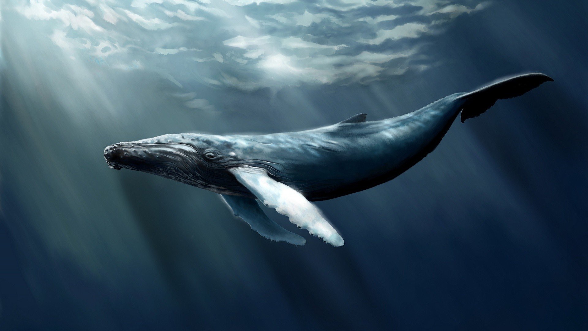 Blue Whale Wallpaper 60 images