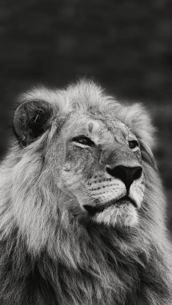 Phone Wallpaper Black And White Lion iPhone