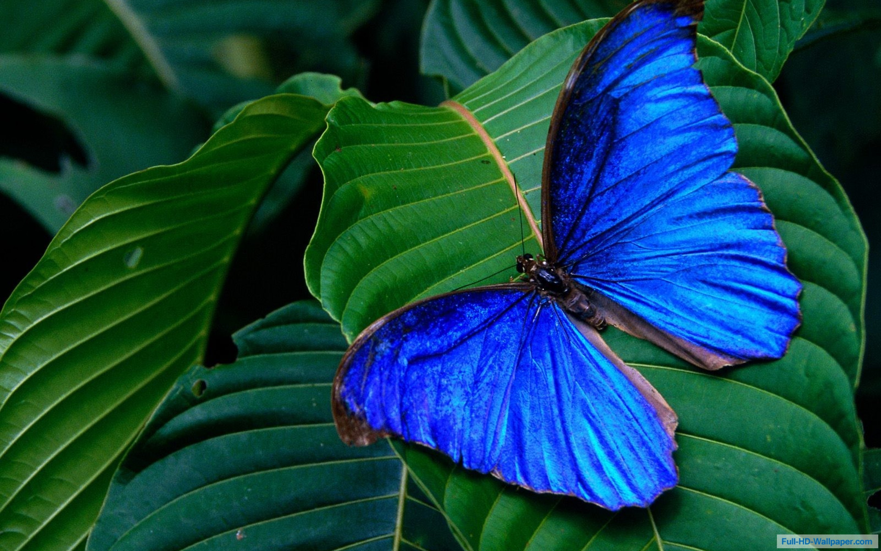 Blue Colorful Butterfly Nature HD Wallpaper