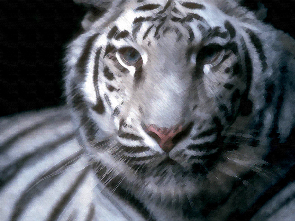 Wallpaper White Tiger S