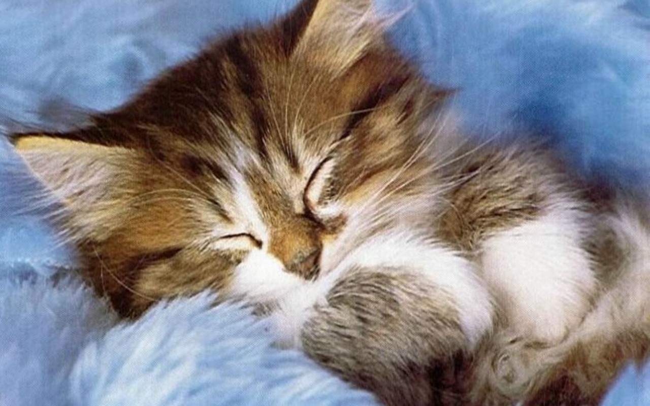 Adorable sleeping kitten on a soft blue blanket