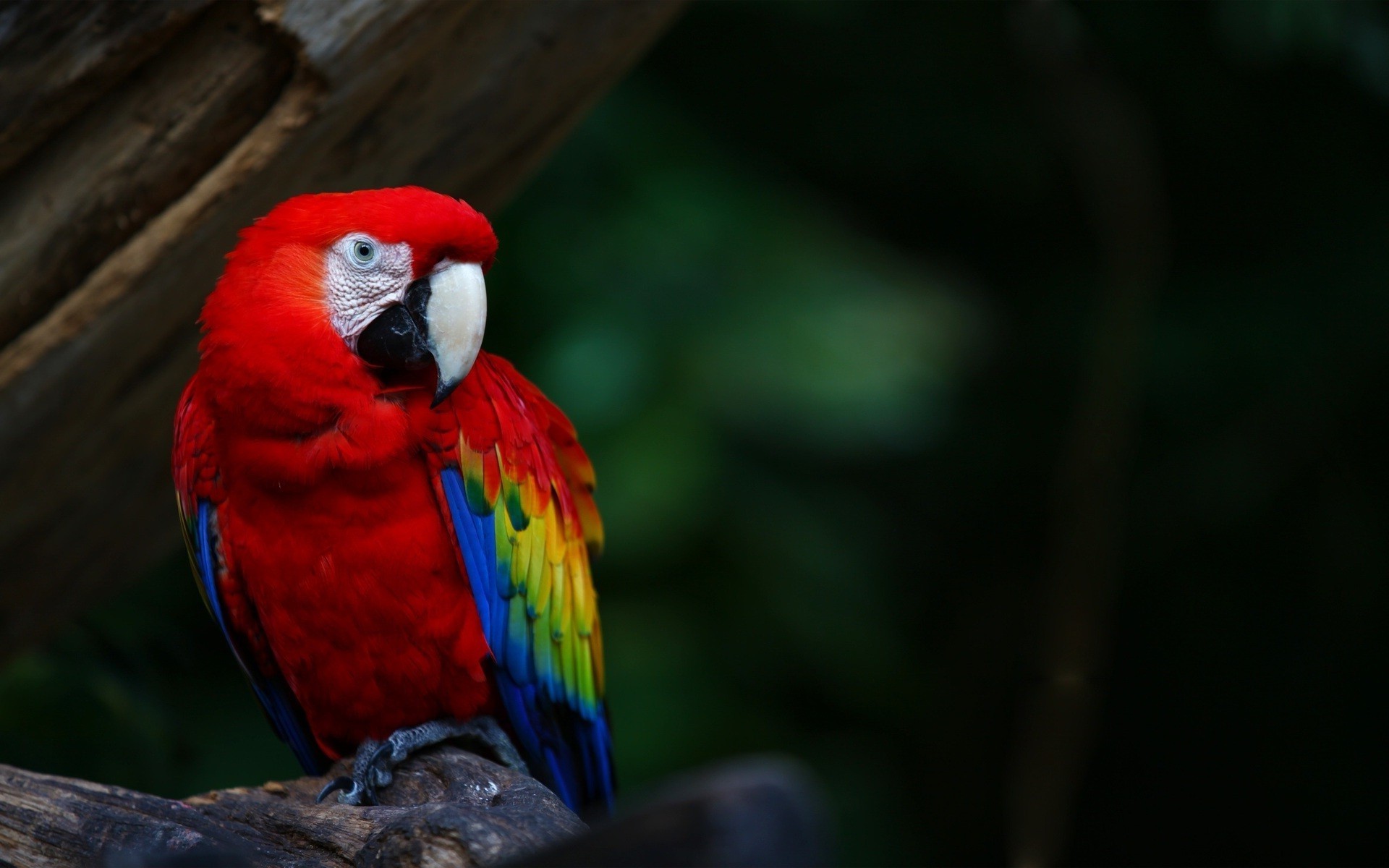 Parrot Wallpaper