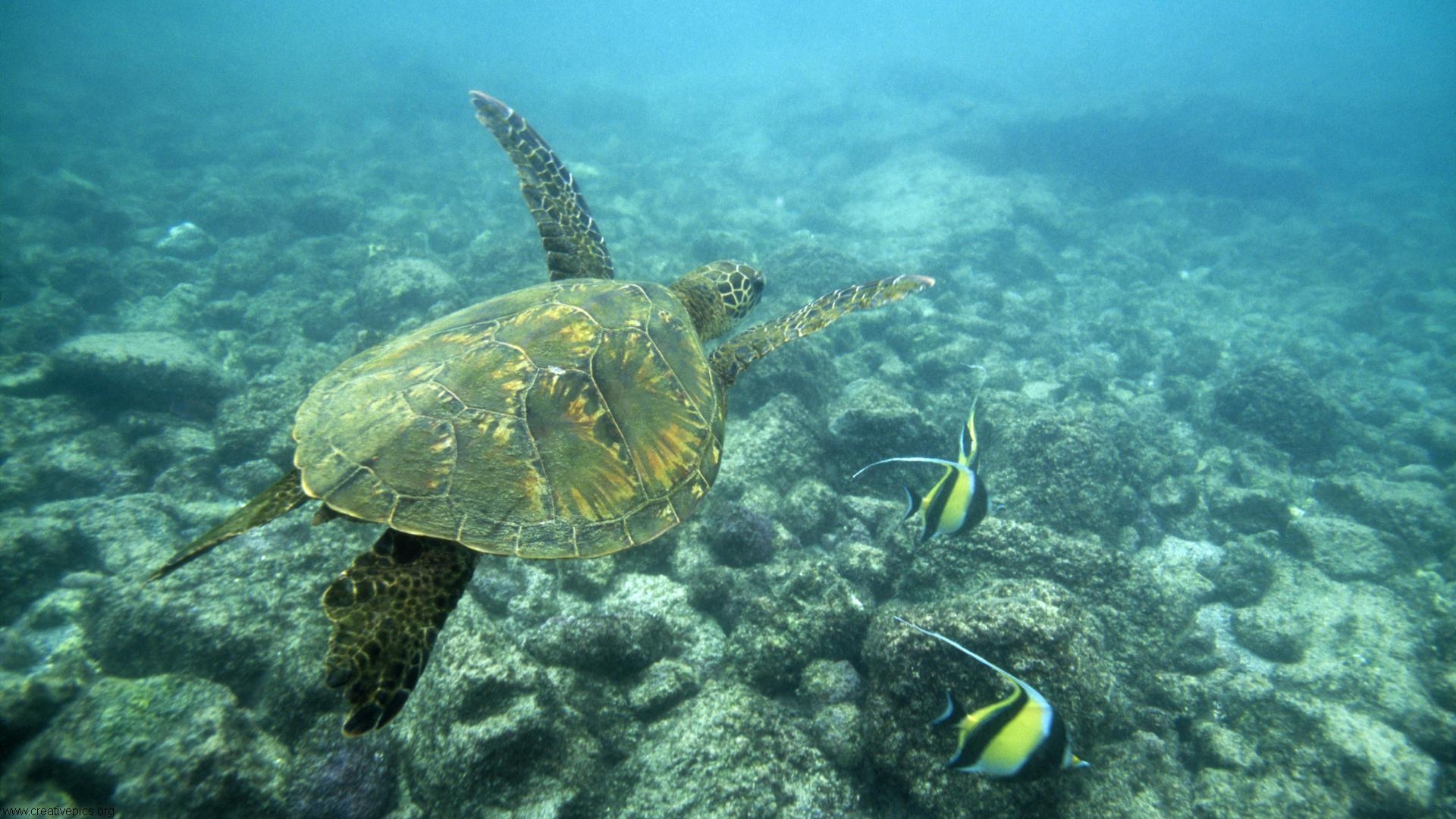Green Sea Turtle Big Island Hawaii HD Wallpaper   Creative Pics