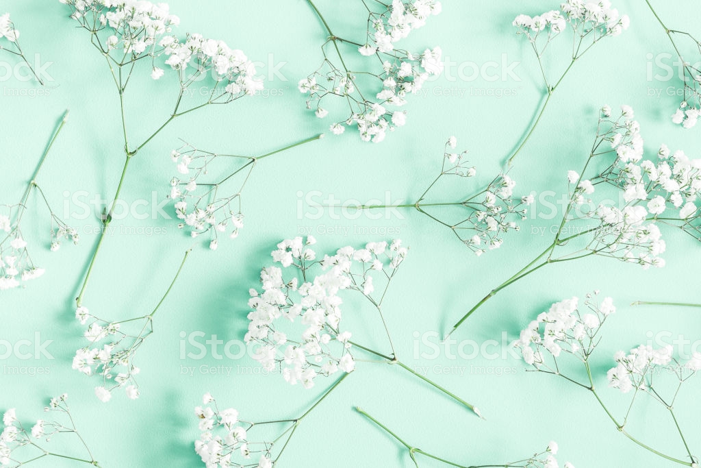 Flowers Position Gypsophila On Mint Green Background