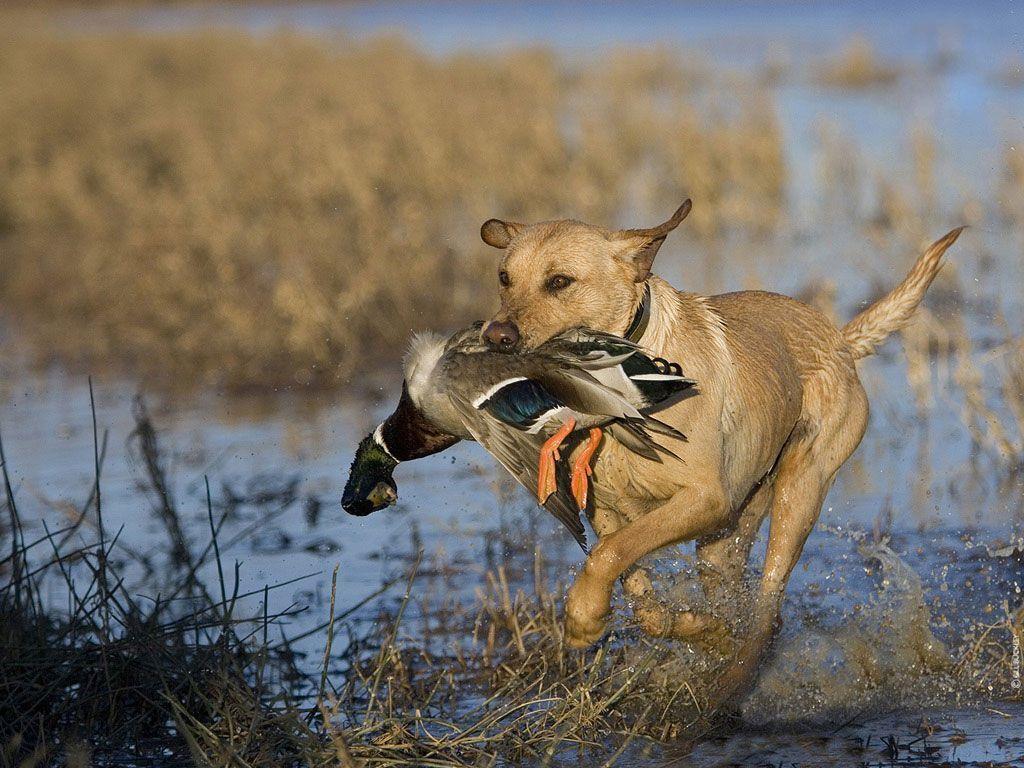 The 6 Types of Hunting Dogs black lab duck hunting HD wallpaper  Pxfuel