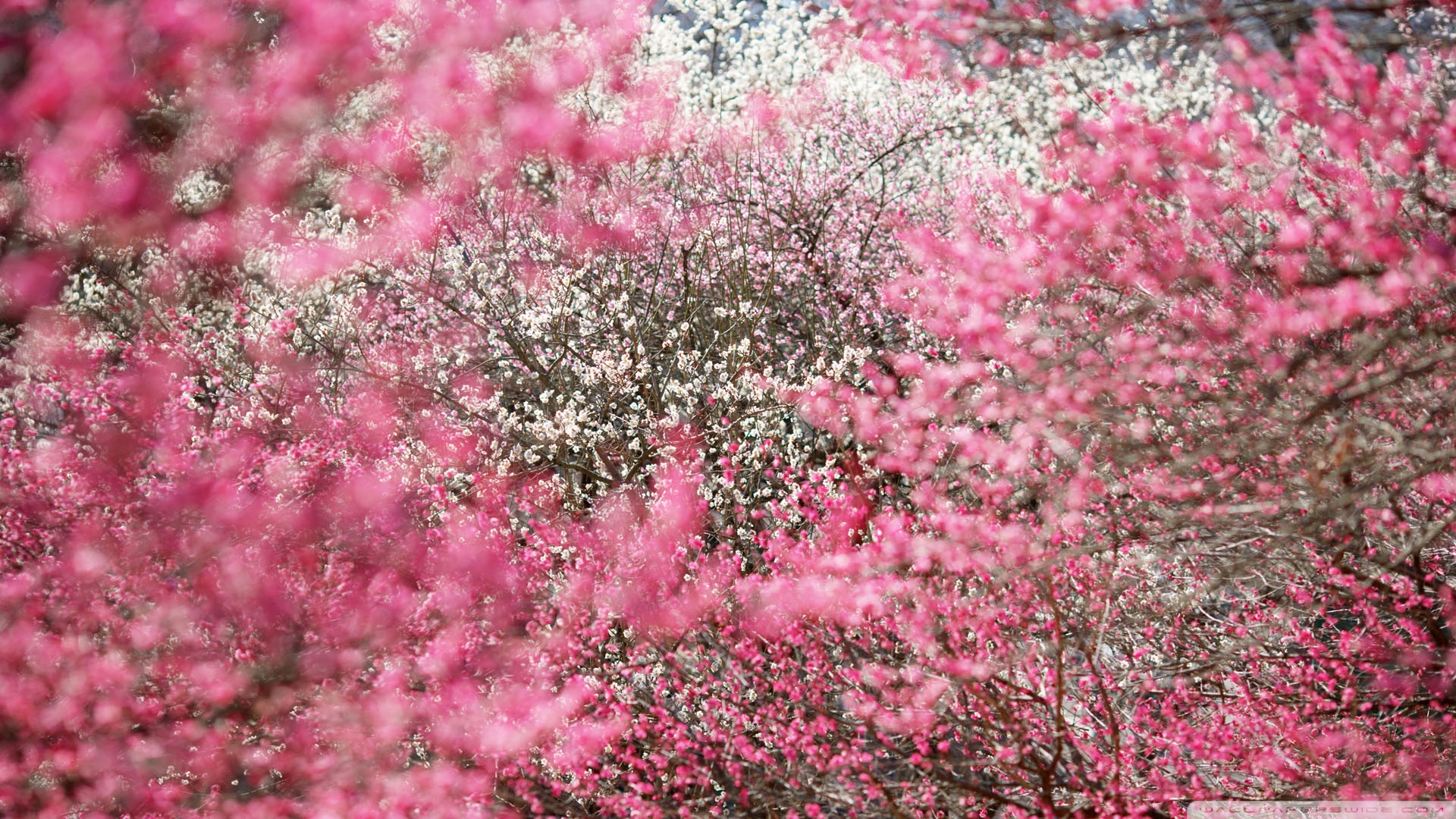 Cherry Wallpaper Japan Blossoms Blossom Image