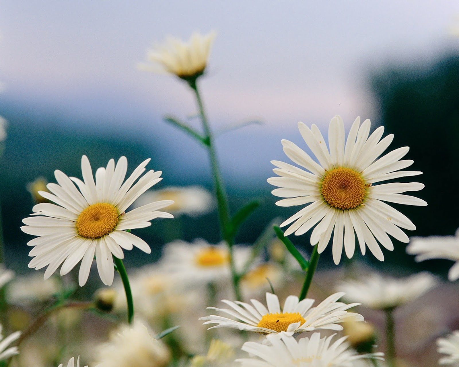 Flowers For Flower Lovers Wallpaper