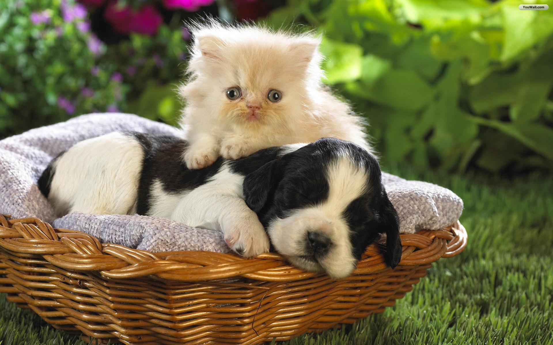 Youwall Friends Dog And Cat Wallpaper
