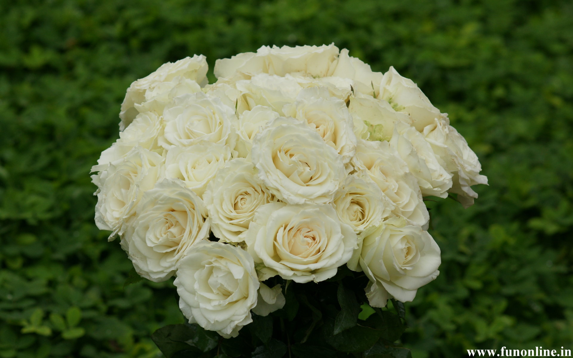 White Rose Wallpapers Gorgeous White Roses HD Wallpaper For Free