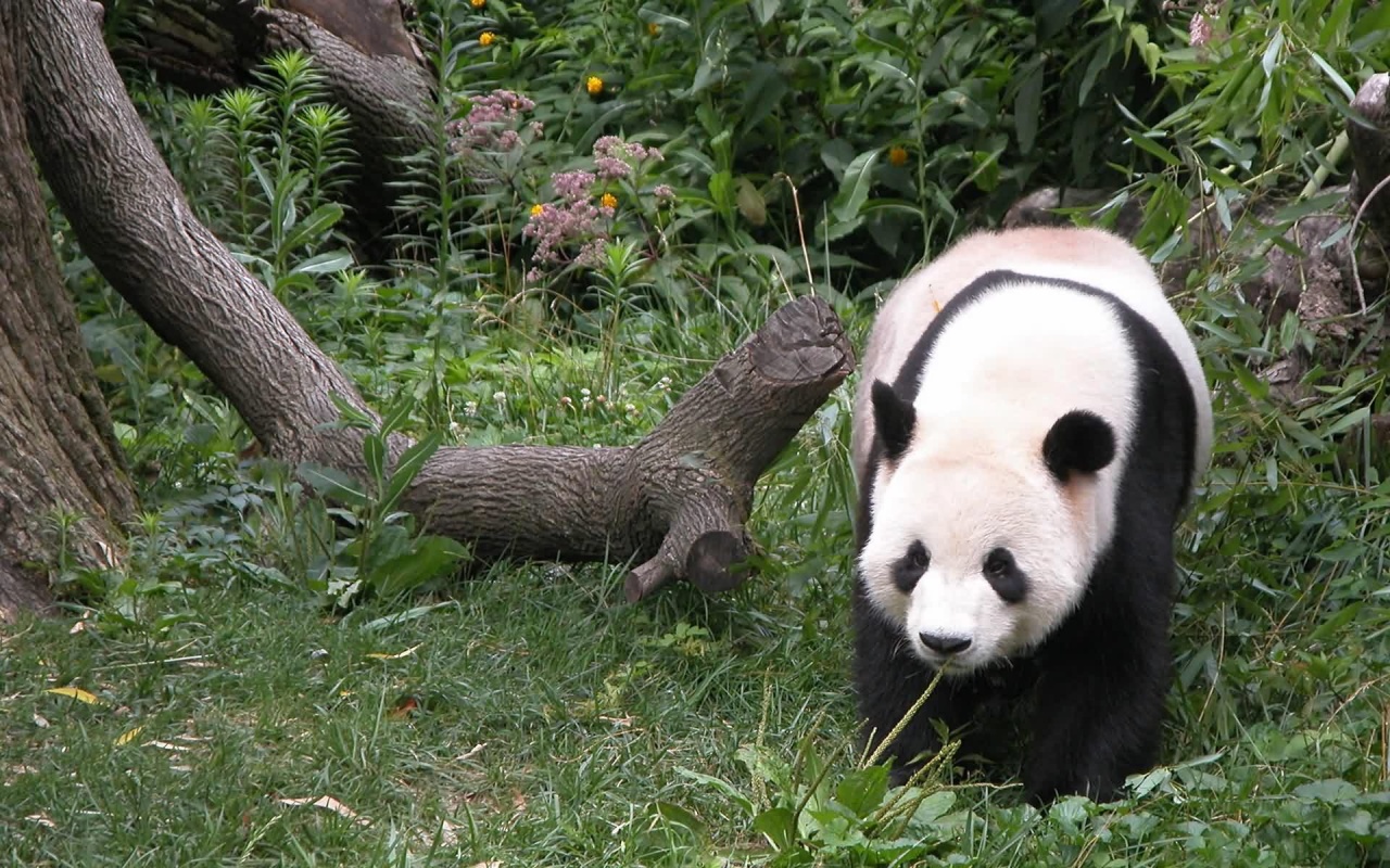 Giant Panda HD Wallpapers High Definition Free