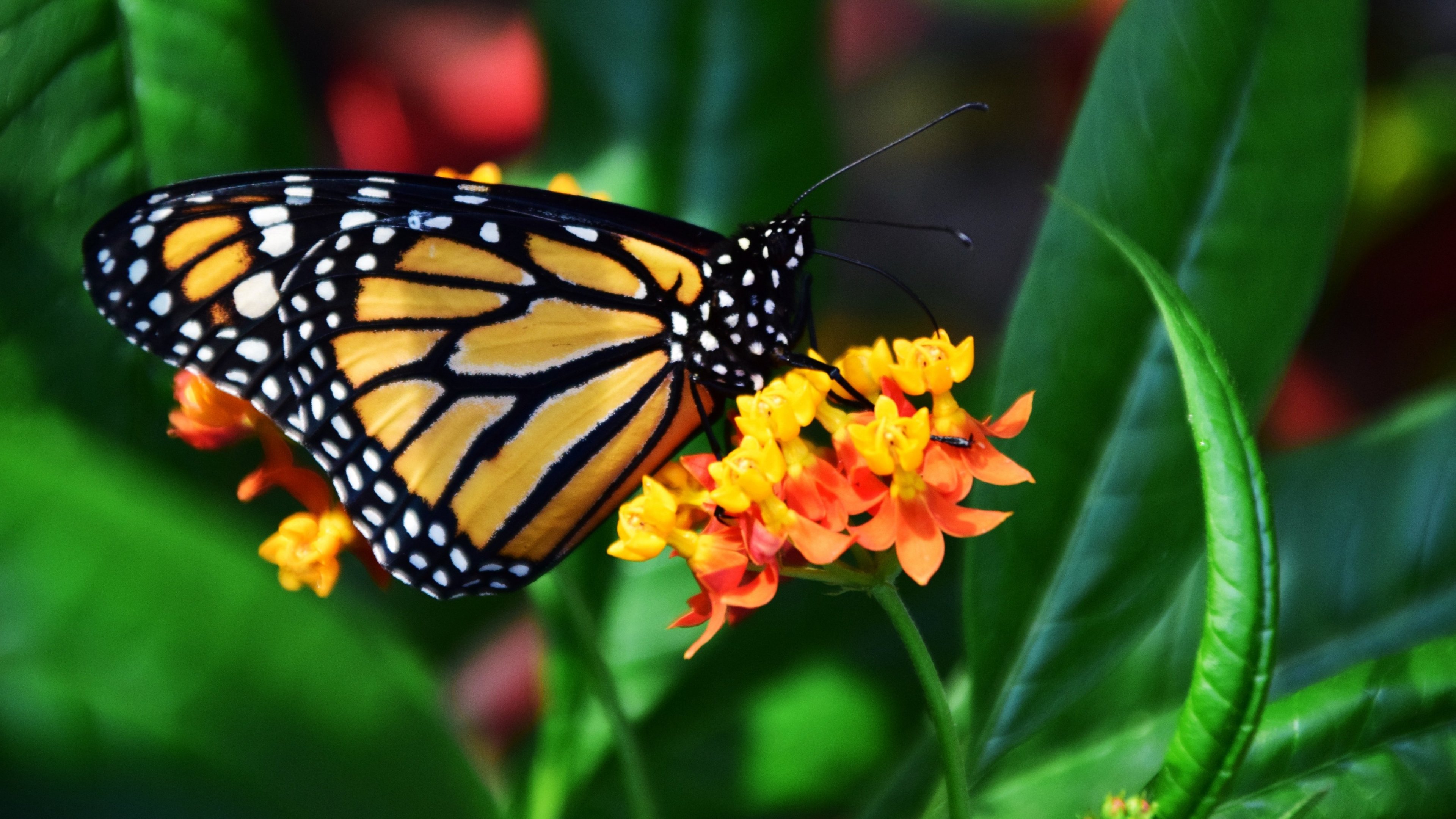 Monarch Butterfly Wallpaper iPhone Android Desktop Background