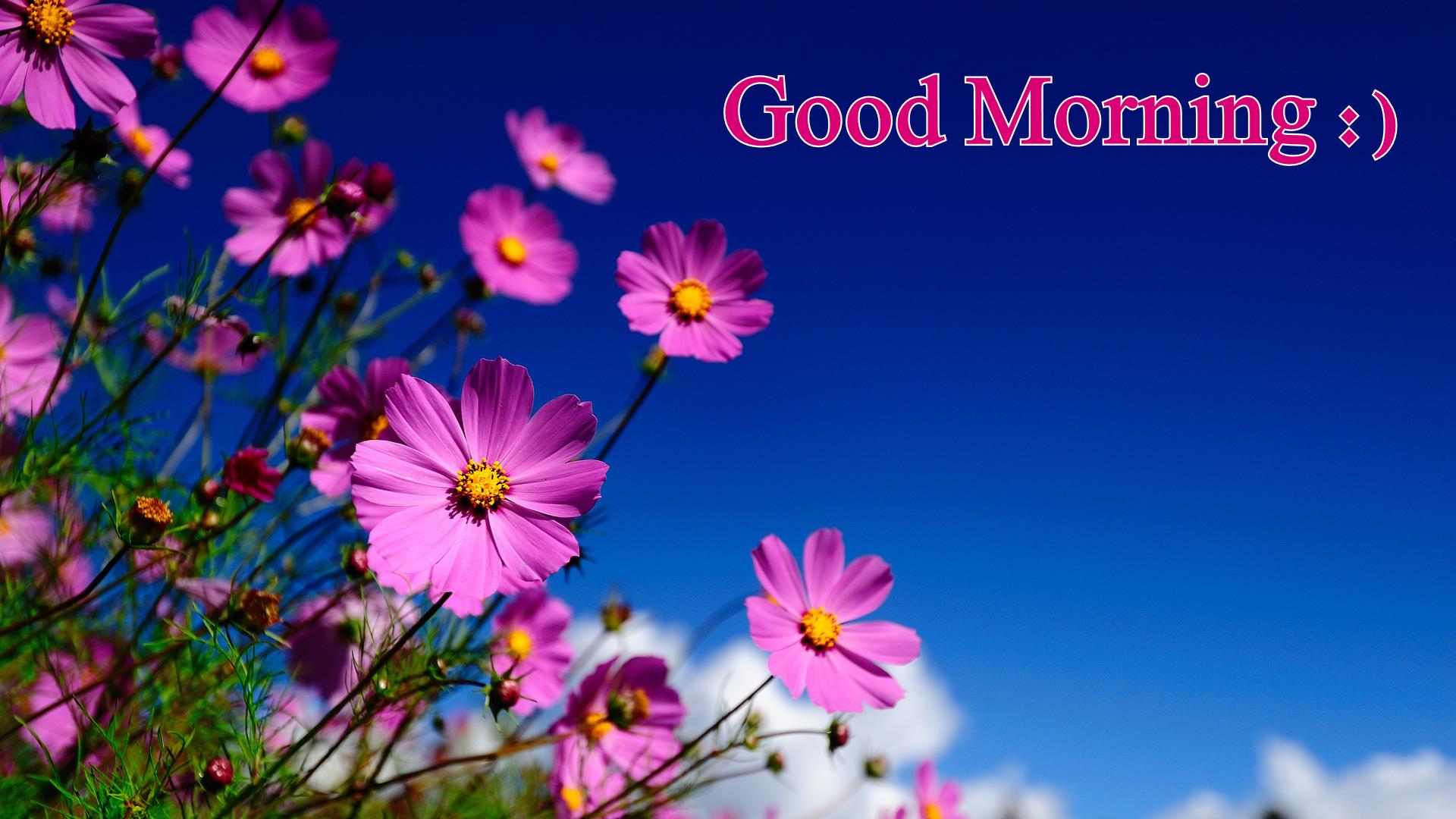  Wallpapers like that of good morning Sunday wishes wallpapers will