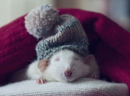 Cute Hat Mouse Inspiring Picture On HD Wallpaper Update