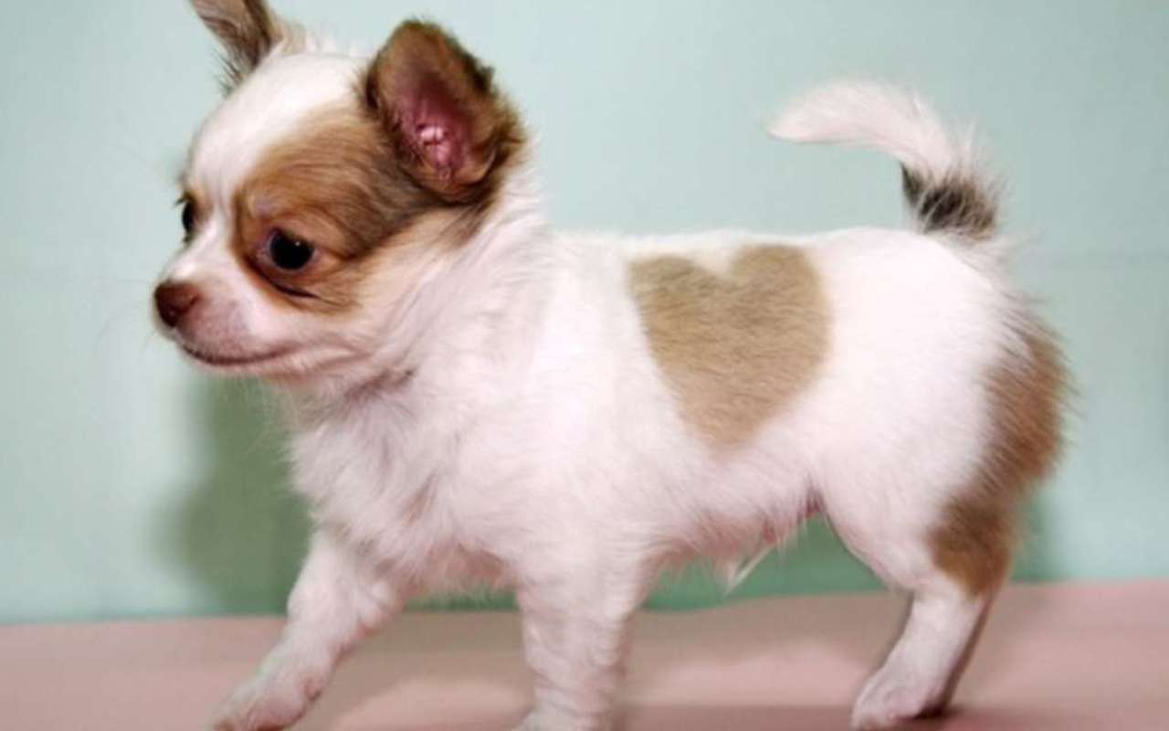 Puppy Love Chihuahuas Wallpaper