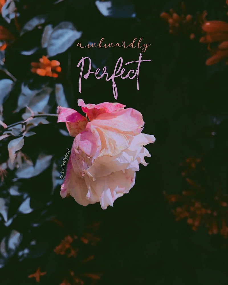 Positivity Aesthetic Wallpaper