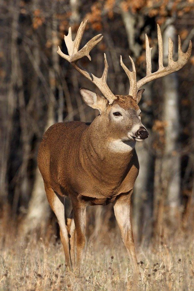 Whitetail Bucks Wallpaper HD A Beautiful Deer For iPhone