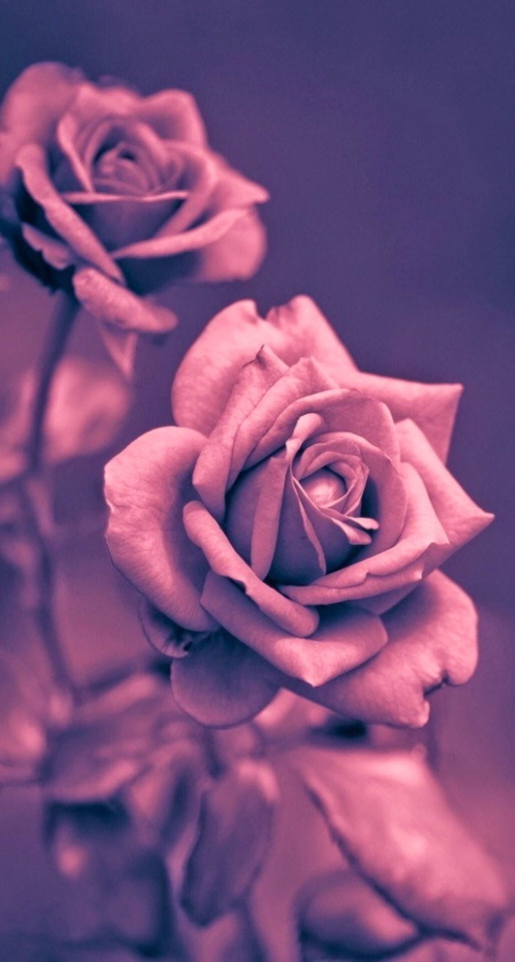 Beautiful Pink Rose Closeup iPhone Plus HD Wallpaper