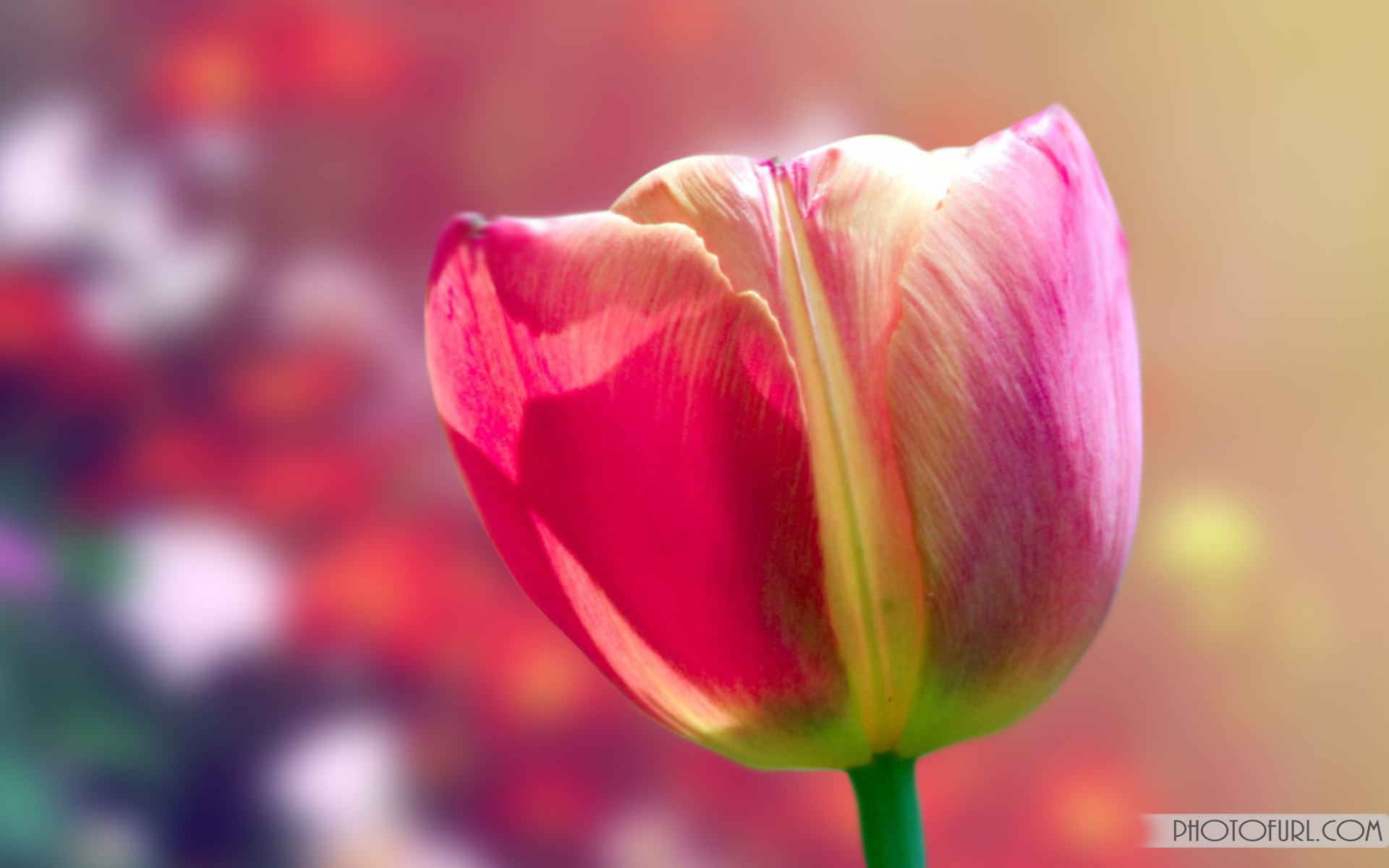 Gallery For Gt Colorful Flowers Background Wallpaper