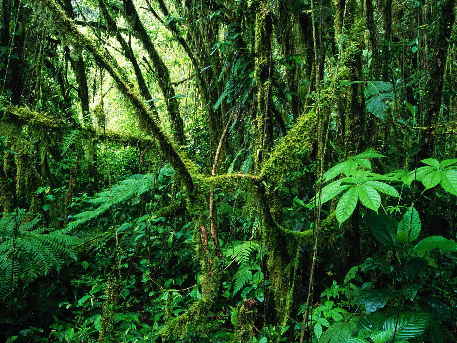 Beautiful Rainforest Background Amazing Wallpaper