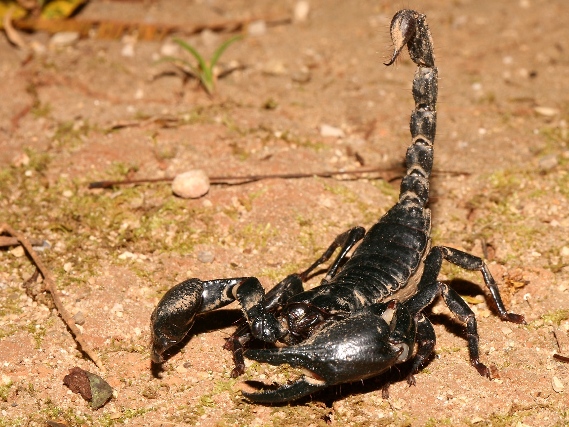 Giant Forest Scorpion Krabi Thailand Unidentified