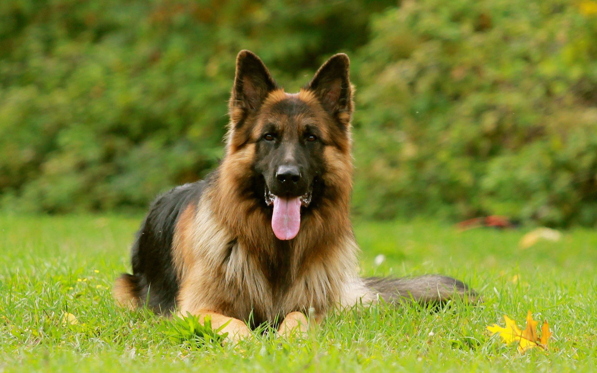 Free download GSD Wallpapers Top Free GSD Backgrounds [1920x1200] for ...