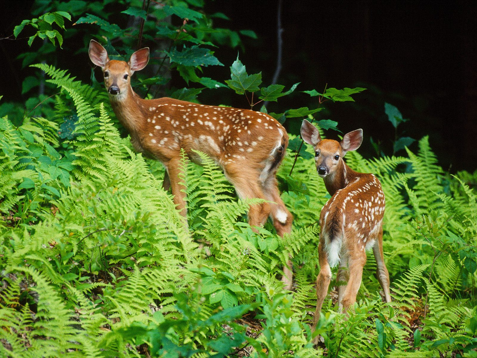 40 Forest Animal Wallpapers WallpaperSafari 40 Forest Animal Wallpapers WallpaperSafari