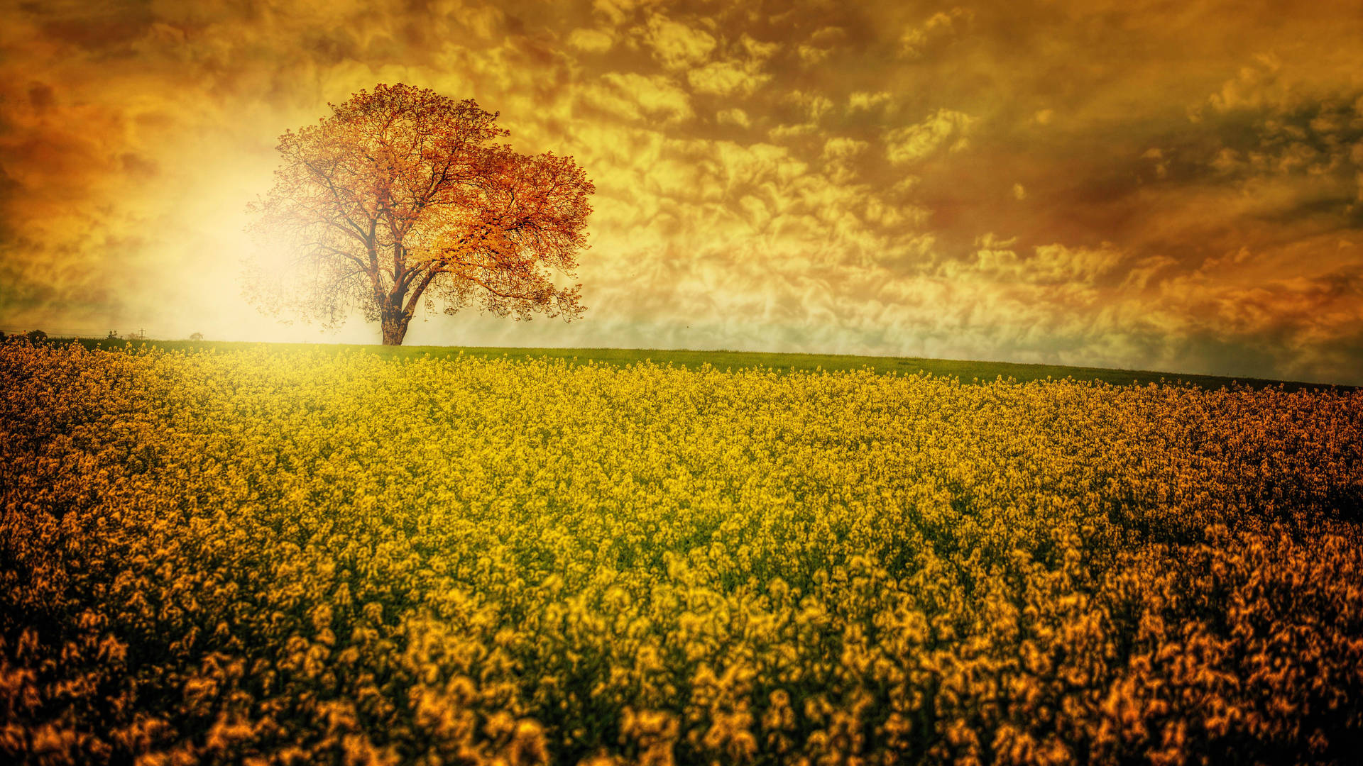 8k Ultra HD Resolution Desktop Wallpaper