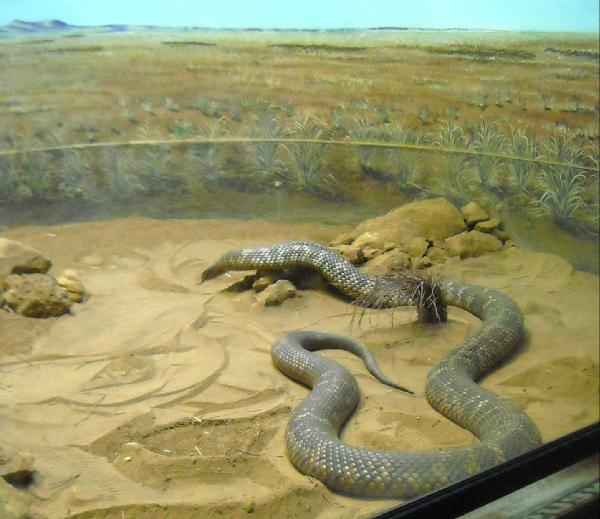 Anaconda Snake Wallpaper December
