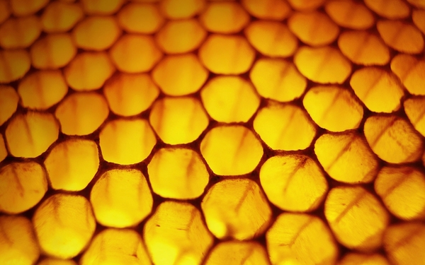Windows Honeyb Bees Wallpaper