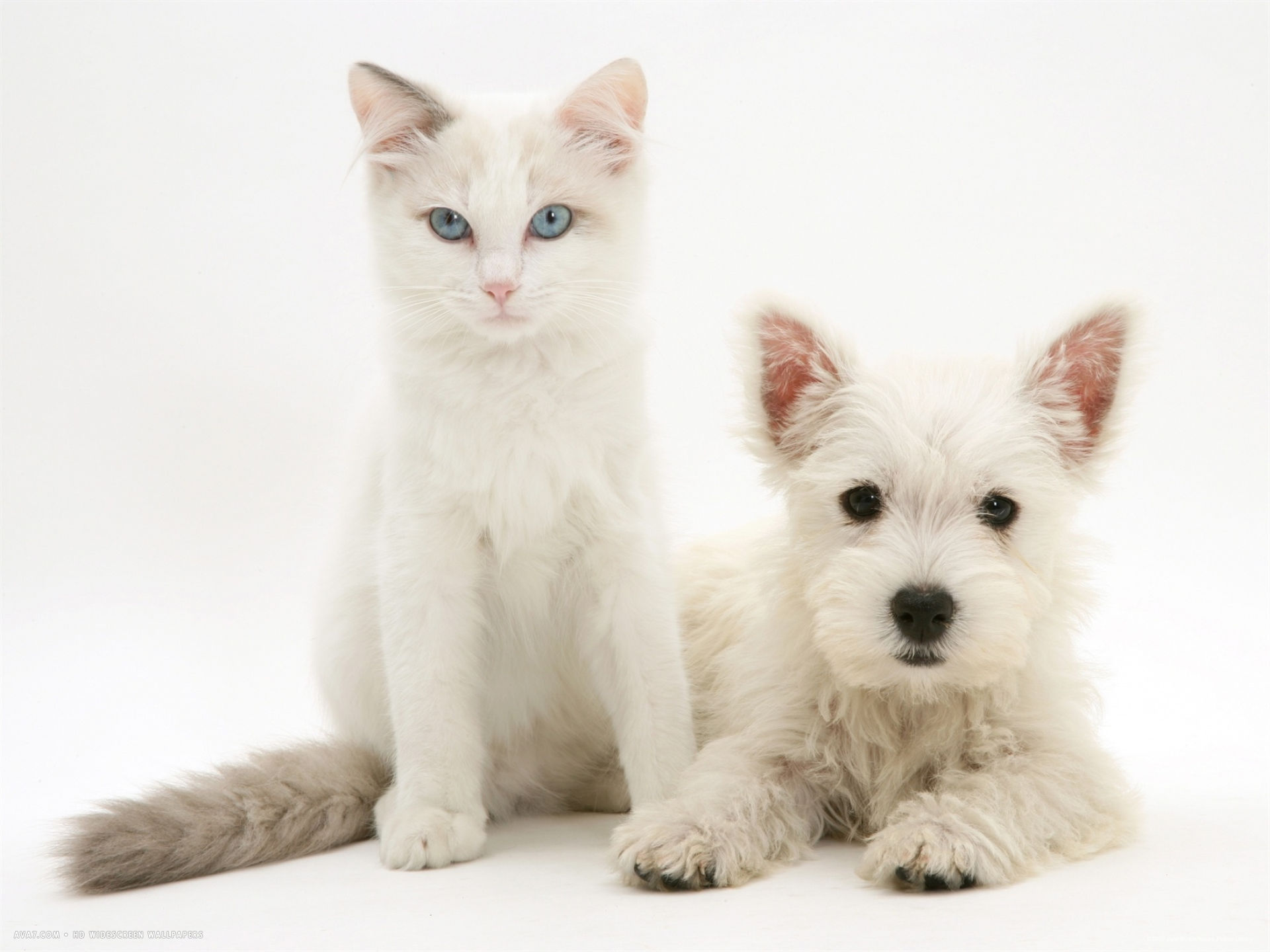 Ragdoll Kitten With West Highland White Terrier Puppy HD Wallpaper