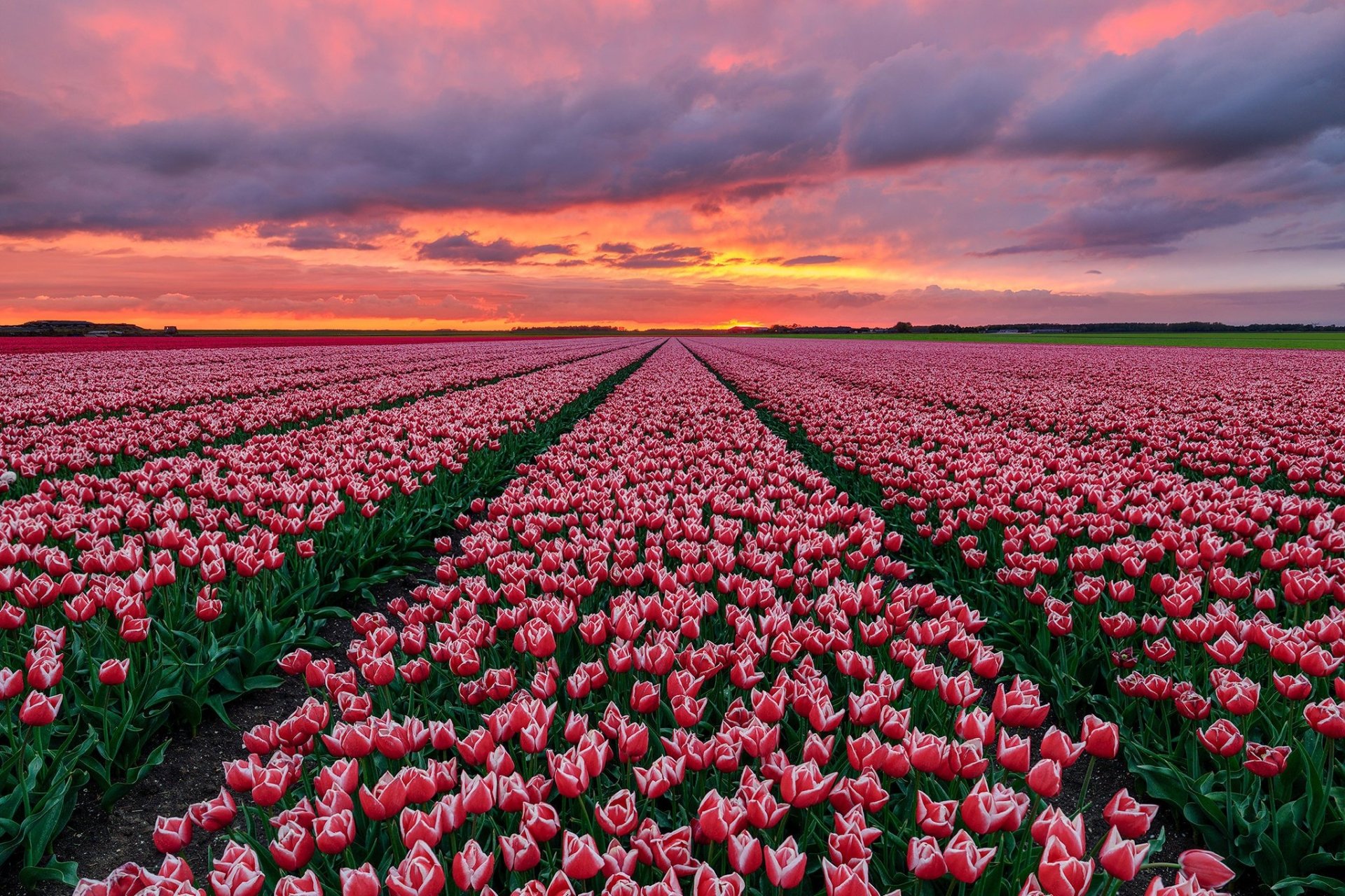 Pink Flower Nature Netherlands Sunset Field Tulip HD Wallpaper