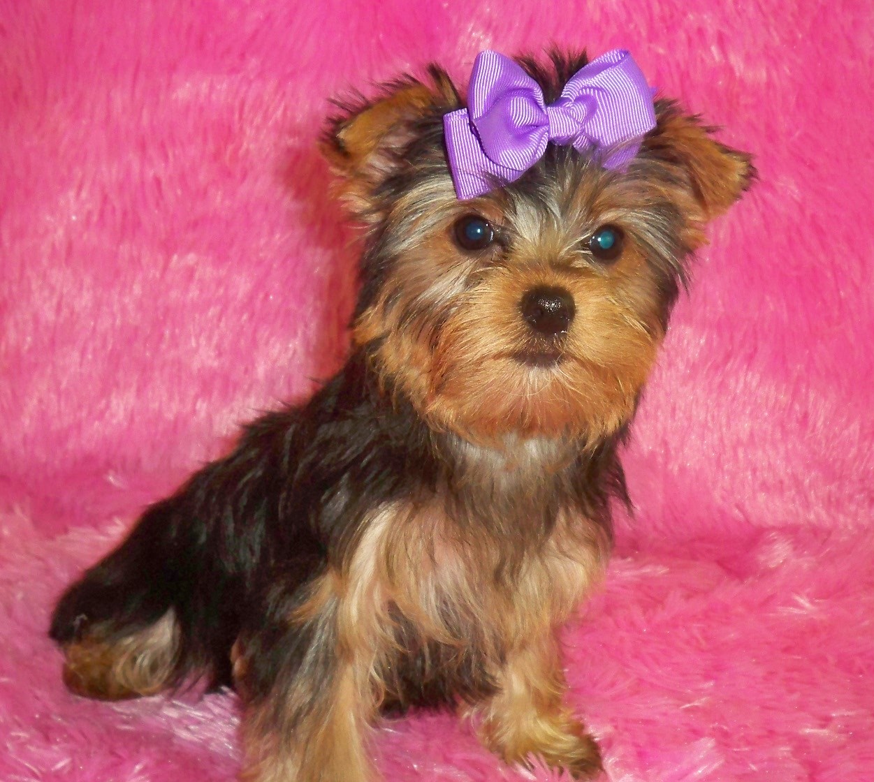 Yorkie Puppy Dogs Wallpaper Hd