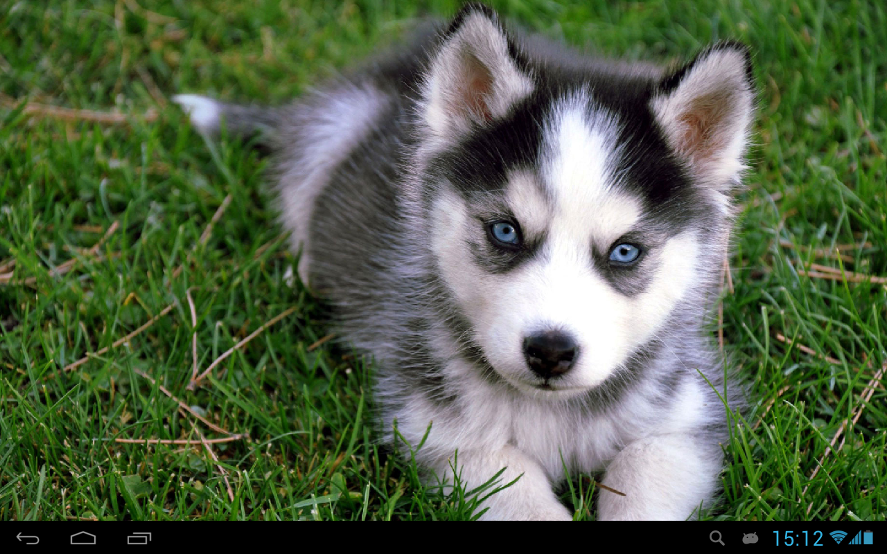 Puppies Dogs Live Wallpaper Android Apps On Google Play