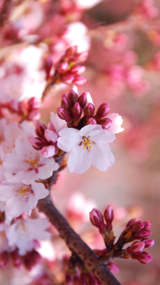 Cherry Flowers Blossom Season iPhone Wallpaper 5s
