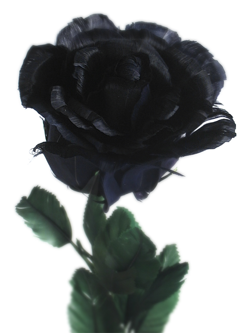 Black Rose Pictures Wallpaper Photo Flower