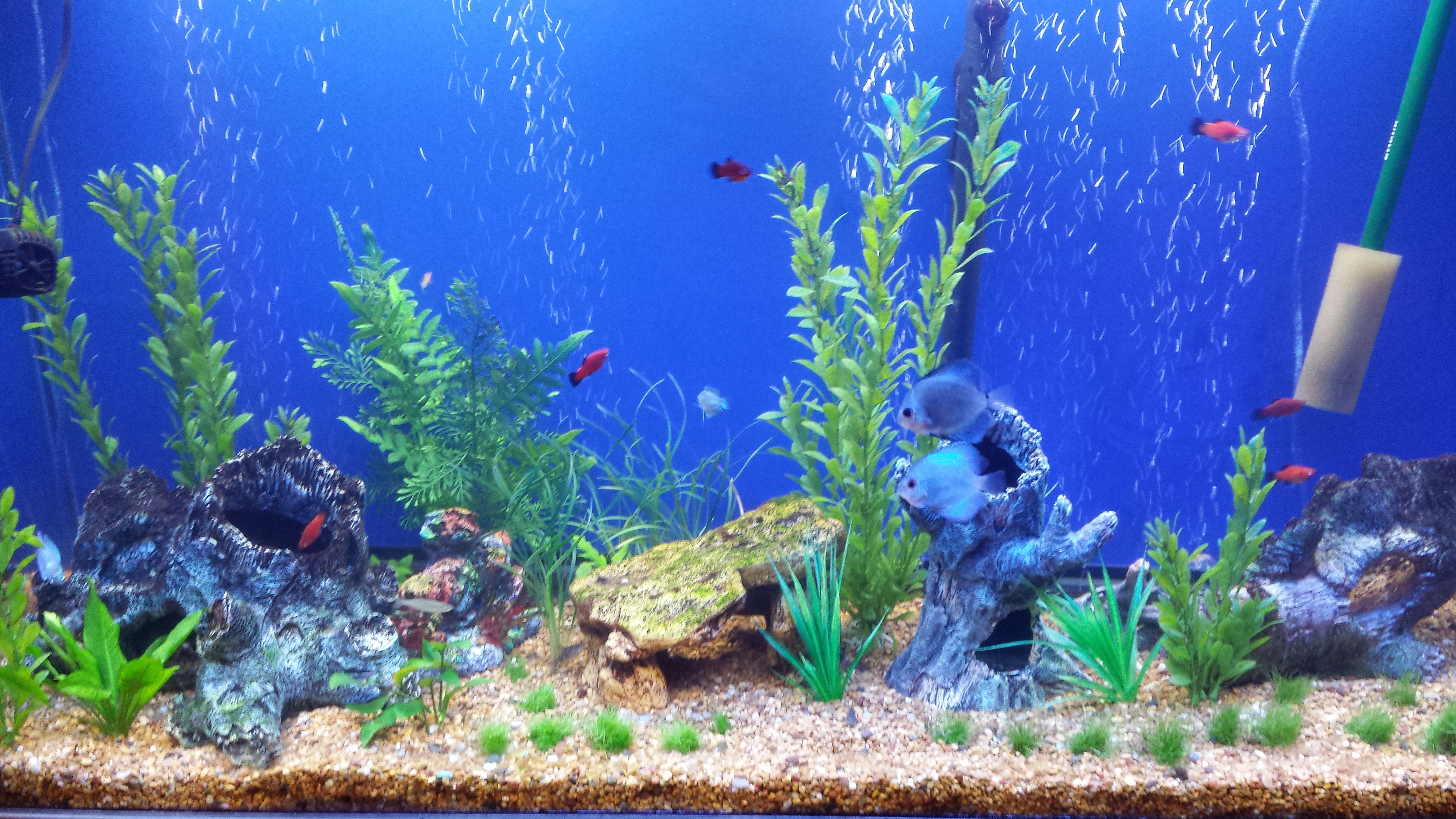 Posts About Acrylic Tank On It Smells A Little Fishy In Here