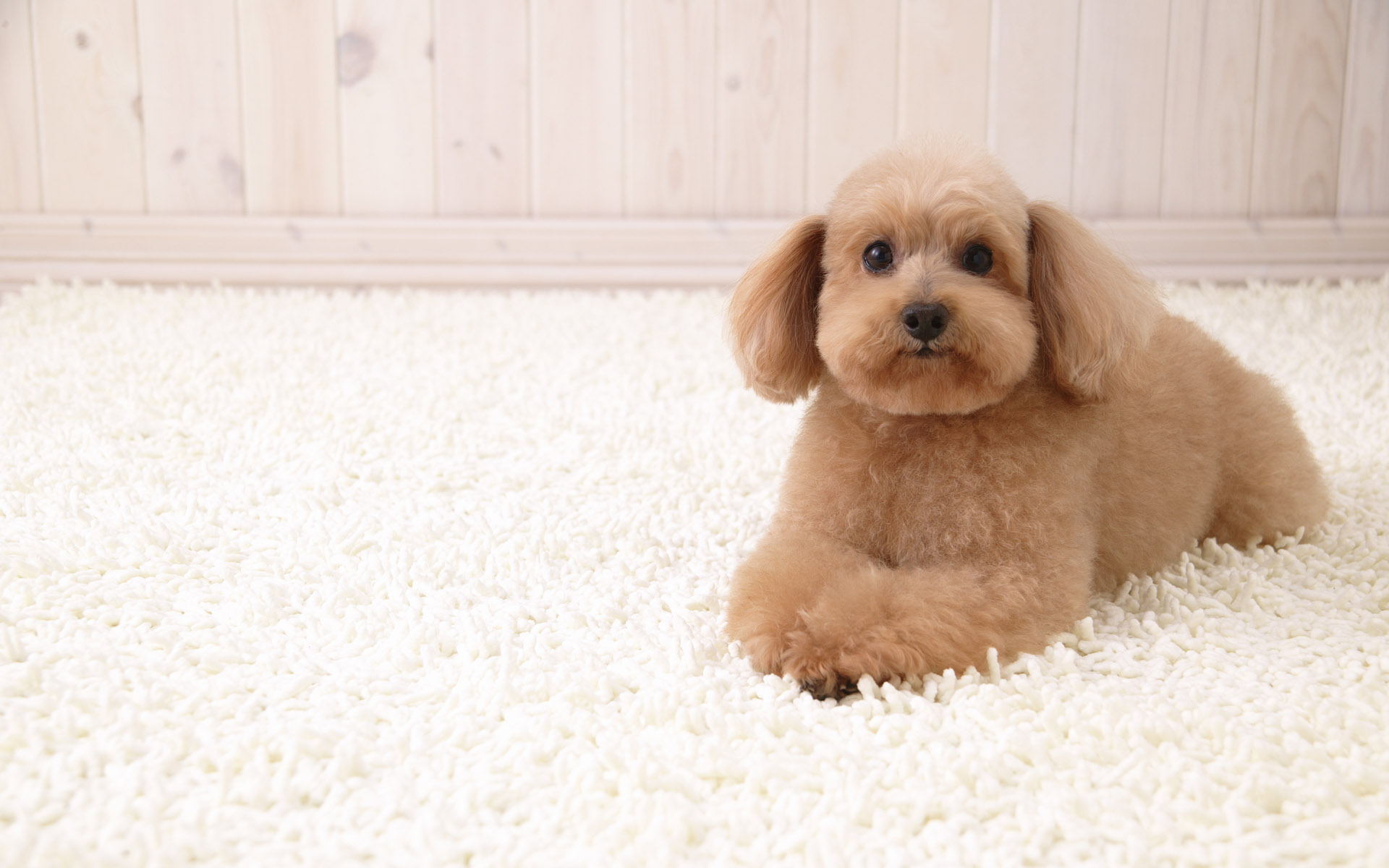 Cute Brown Puppy HD Desktop Wallpaper HD Desktop Wallpaper