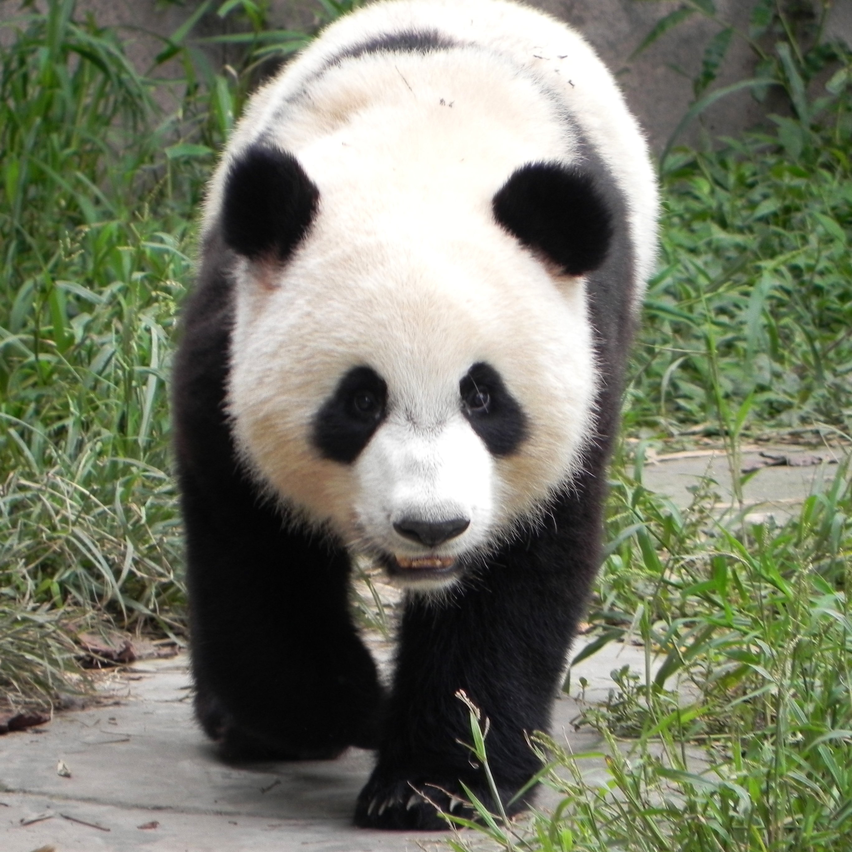 Giant pandas videos
