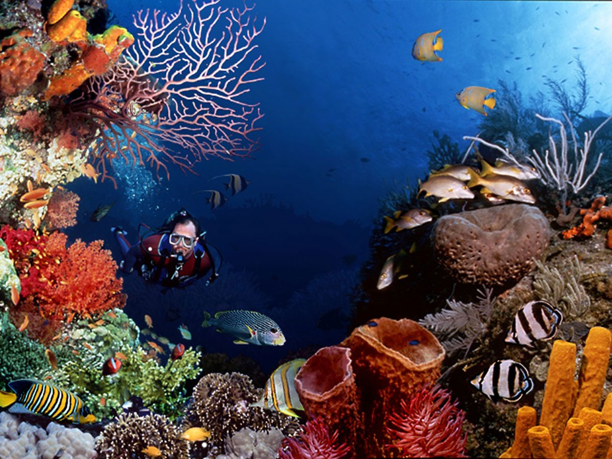 Underwater Scuba Diving   Animals Wallpapers