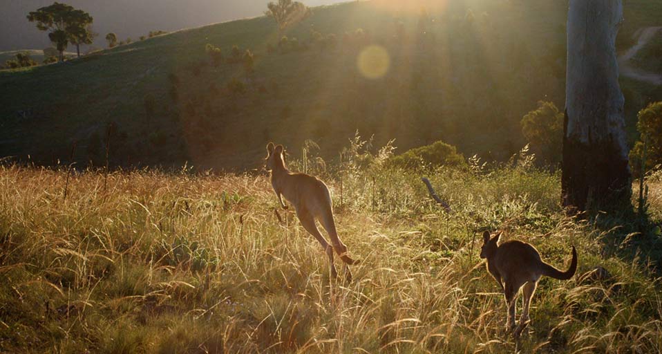 Kangaroos Jumping Urambi Roos Over