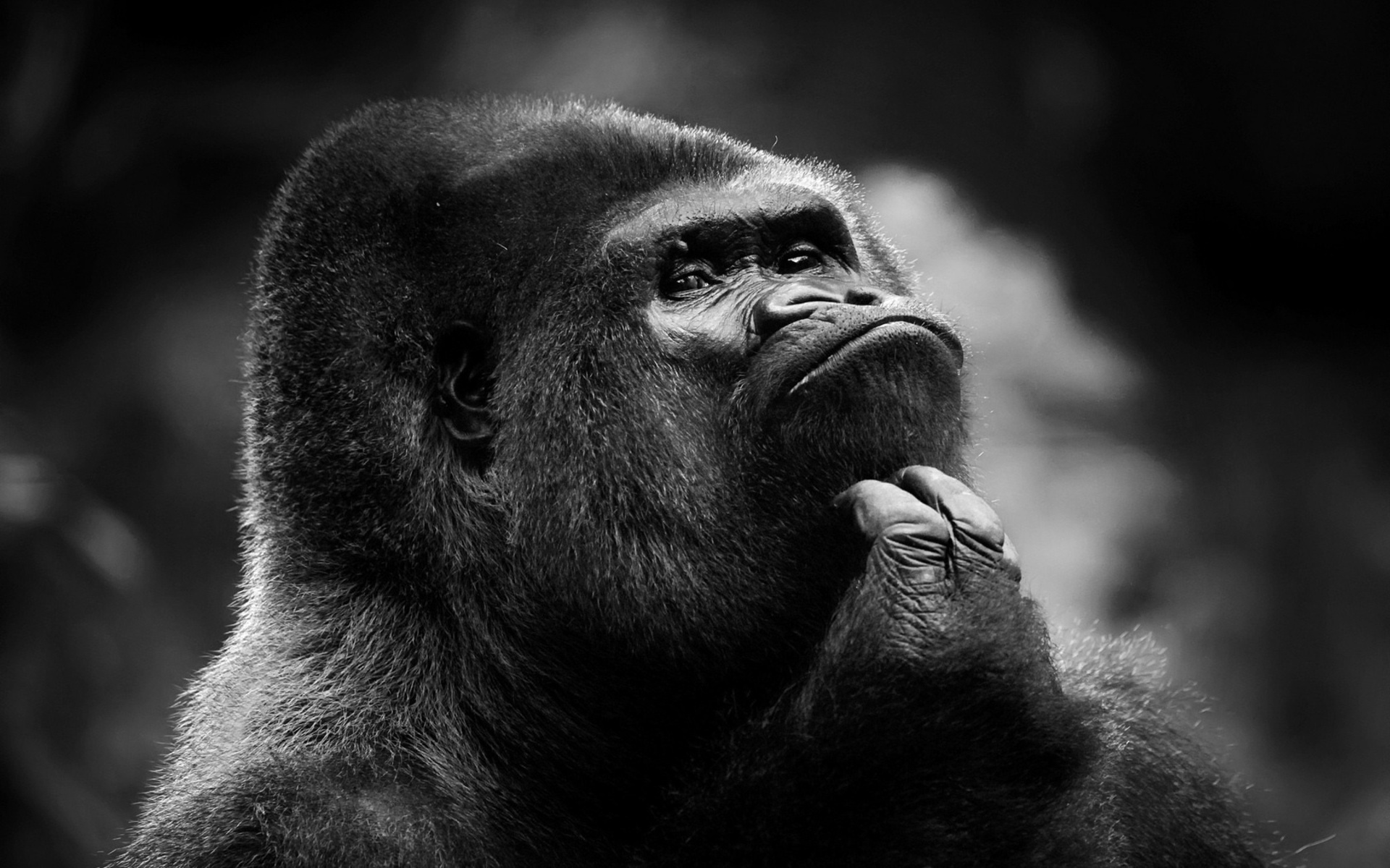 Best Gorilla Wallpaper Demon