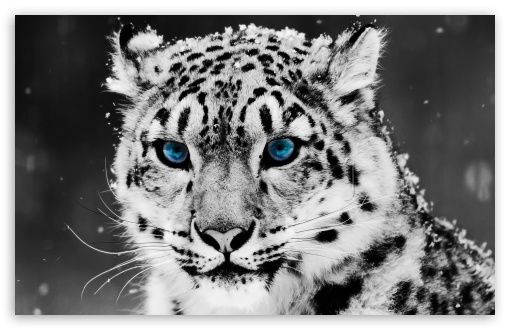 Snow Leopard Black And White Portrait HD Wallpaper For Standard