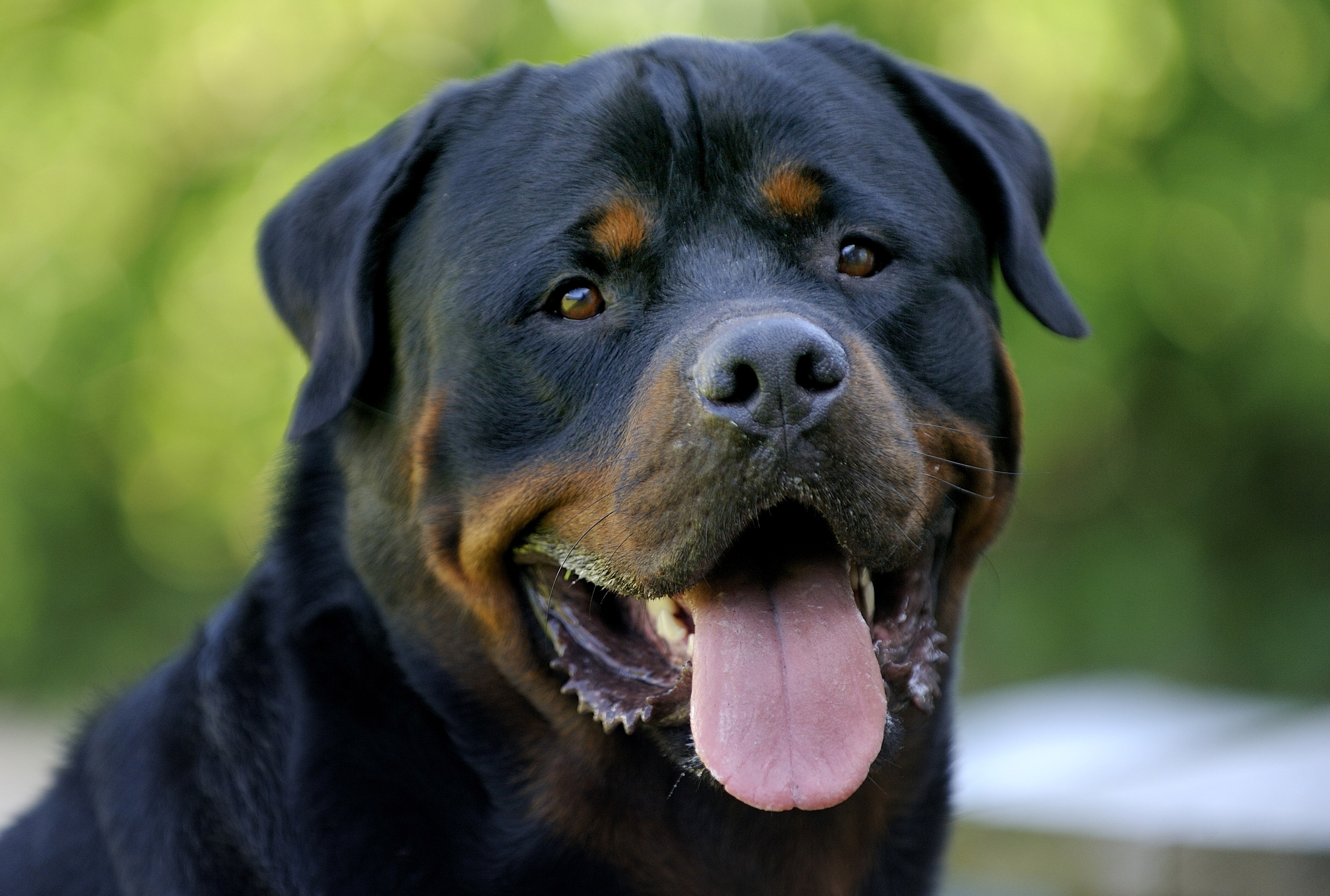 Rotweiler Wallpaper On