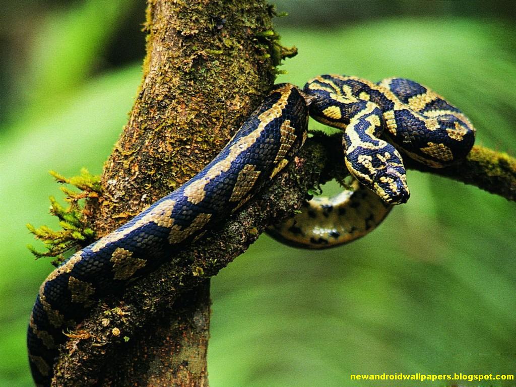 Black Cobra Yellow Dotted Snakes Wallpaper HD