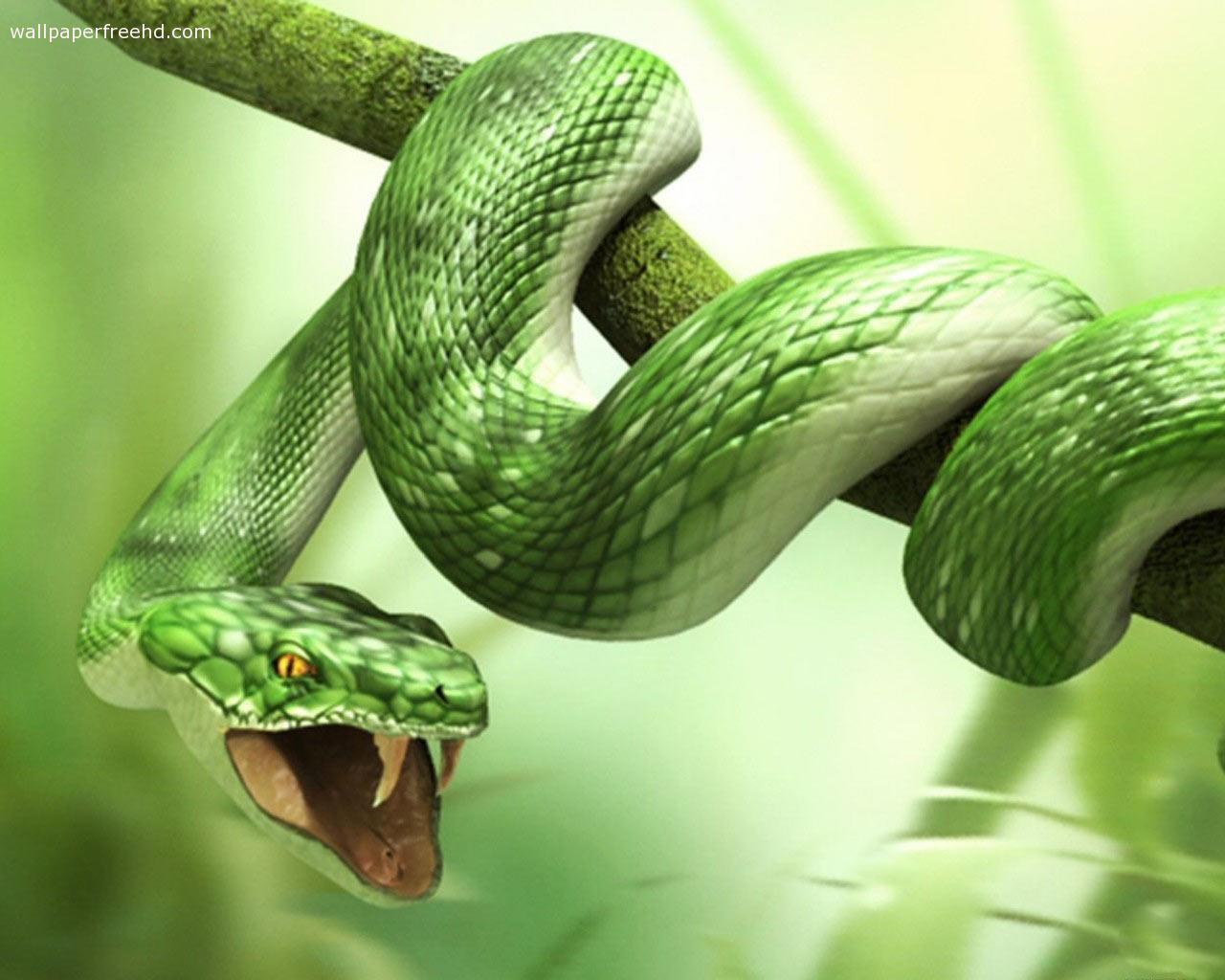 Green Snake Pictures HD Wallpaper In Animals Imageci