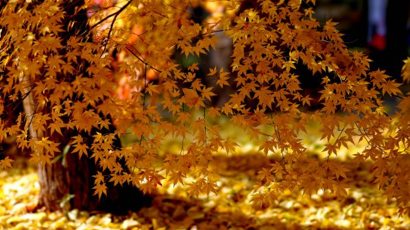 Autumn Yellow Maple Bokeh HD Wallpaper We Heart It